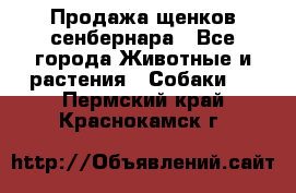 Продажа щенков сенбернара - Все города Животные и растения » Собаки   . Пермский край,Краснокамск г.